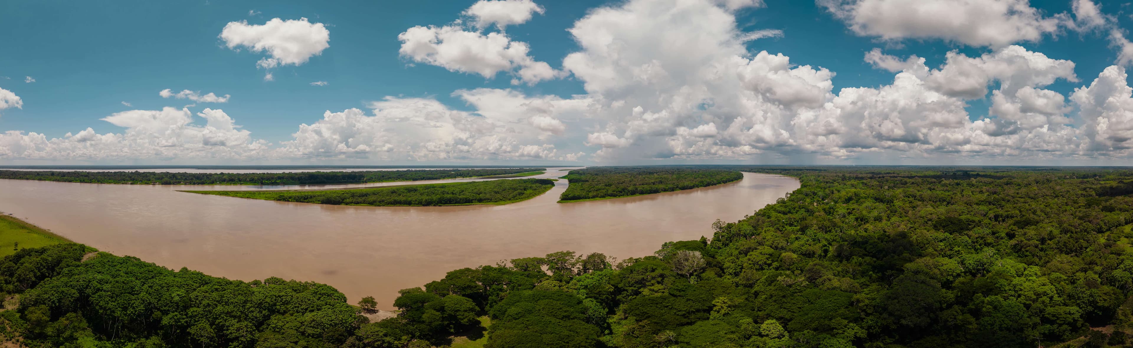 Rainforest background